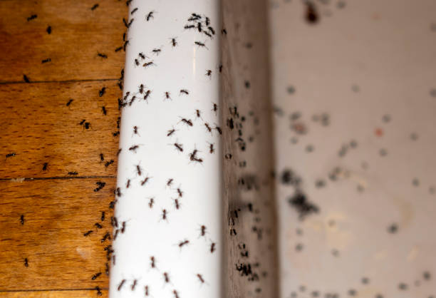 Best Emergency Pest Control  in Newton Falls, OH